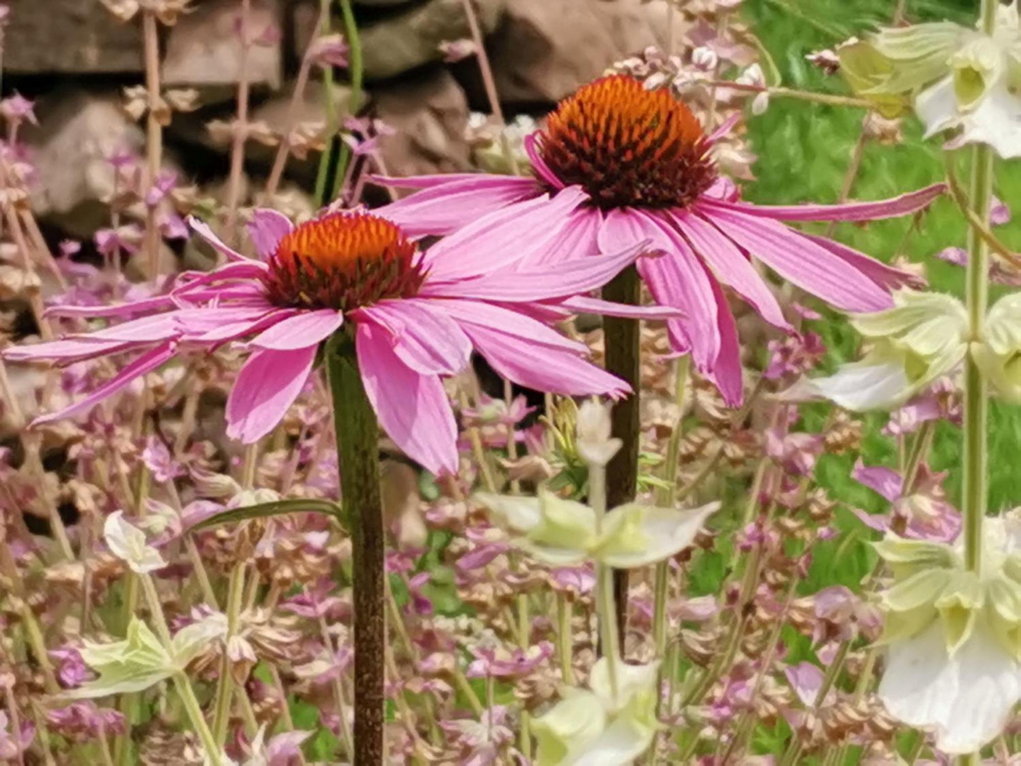 Im Vital Art Naturgarten Zweibrücken Buitenkant foto